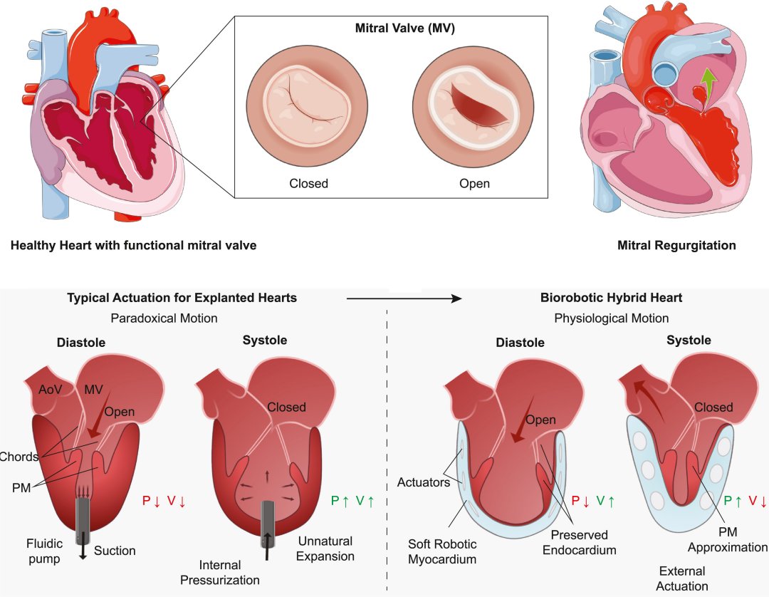 Coração biorrobótico que bate de verdade servirá para treinar cirurgiões