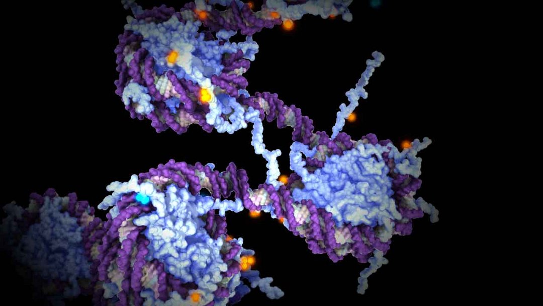 Fracasso da genética: Ser vivo não é uma máquina controlada por genes