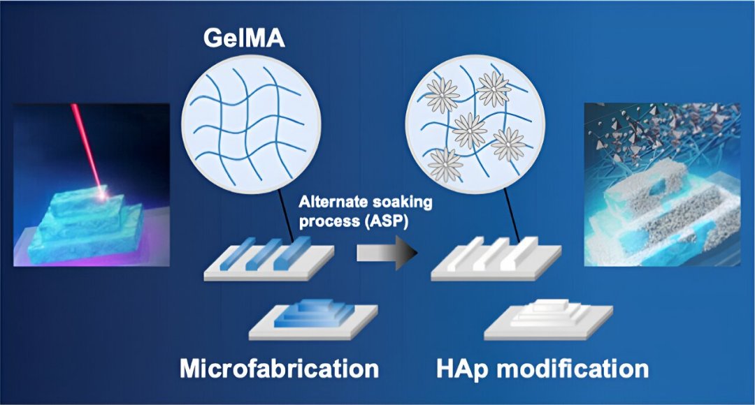 Estruturas 3D que imitam a microestrutura ssea permitir criar medula ssea artificial