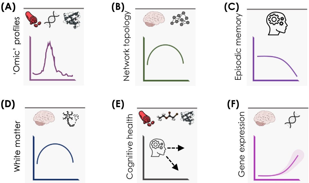 Precisamos conhecer as mudanças cerebrais na meia-idade