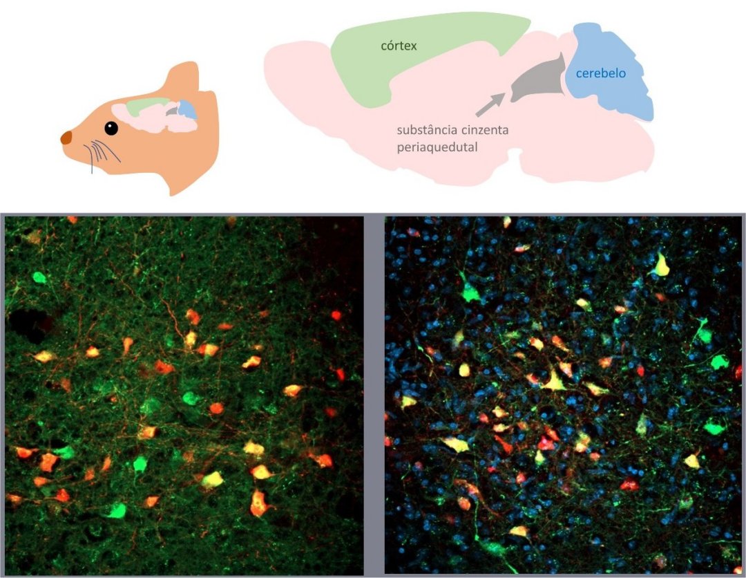 Descobertos neurônios que deflagram busca frenética por alimentos, mesmo sem fome