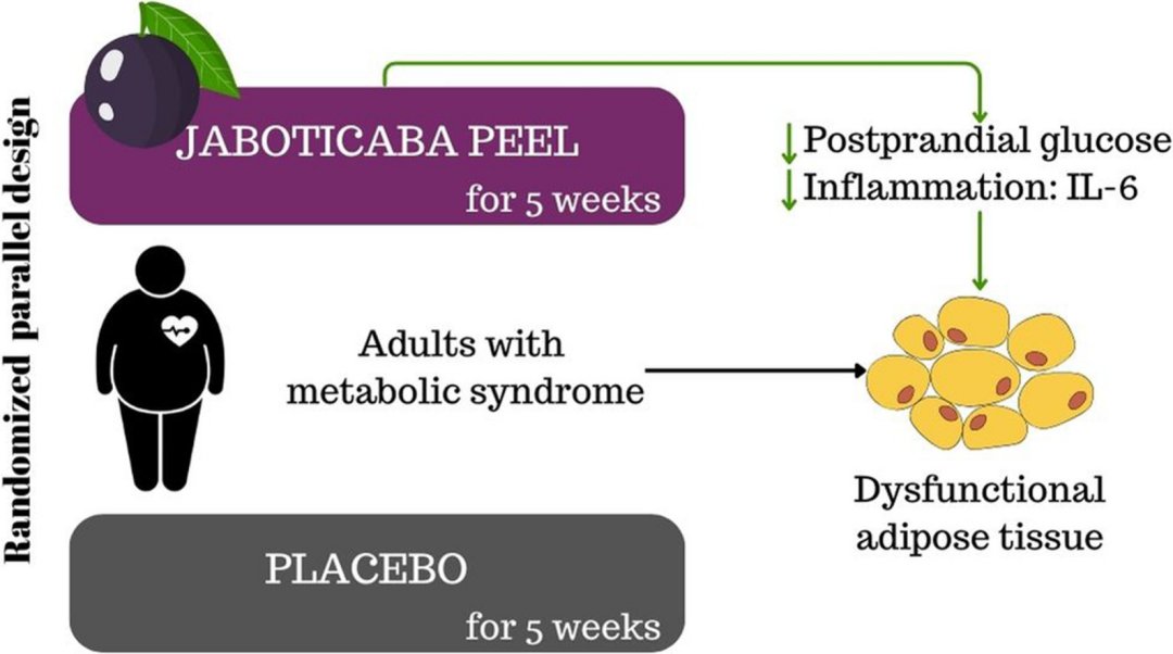 Casca da jabuticaba reduz inflamação e auxilia combate à síndrome metabólica e obesidade