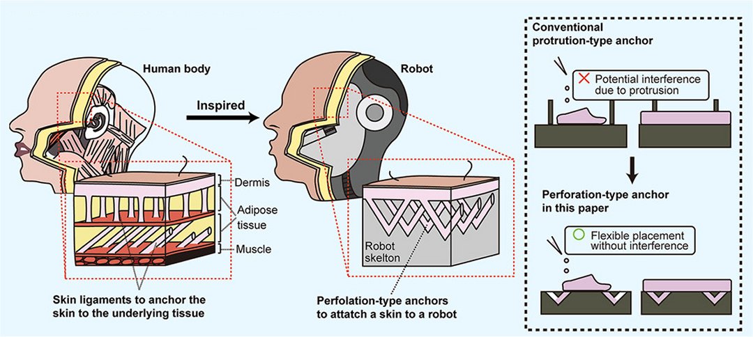 Robôs com pele viva testam tecnologia útil para a medicina