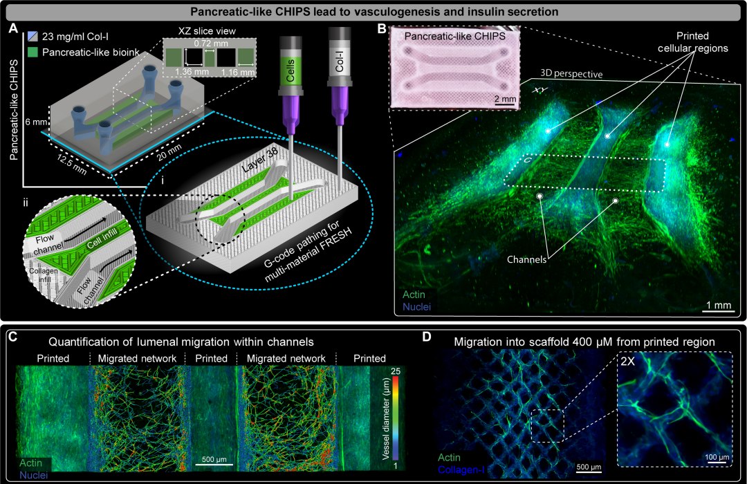 Biochips agora criam tecidos totalmente biolgicos