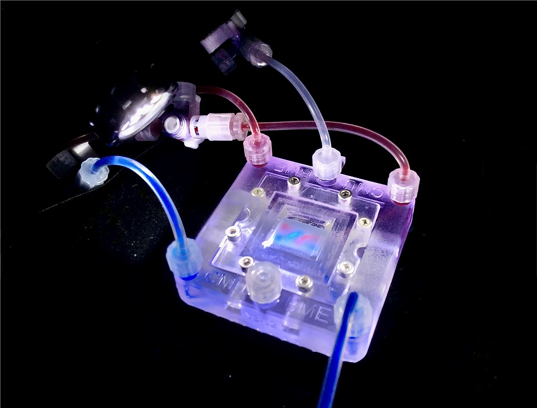 Biochips agora criam tecidos totalmente biolgicos