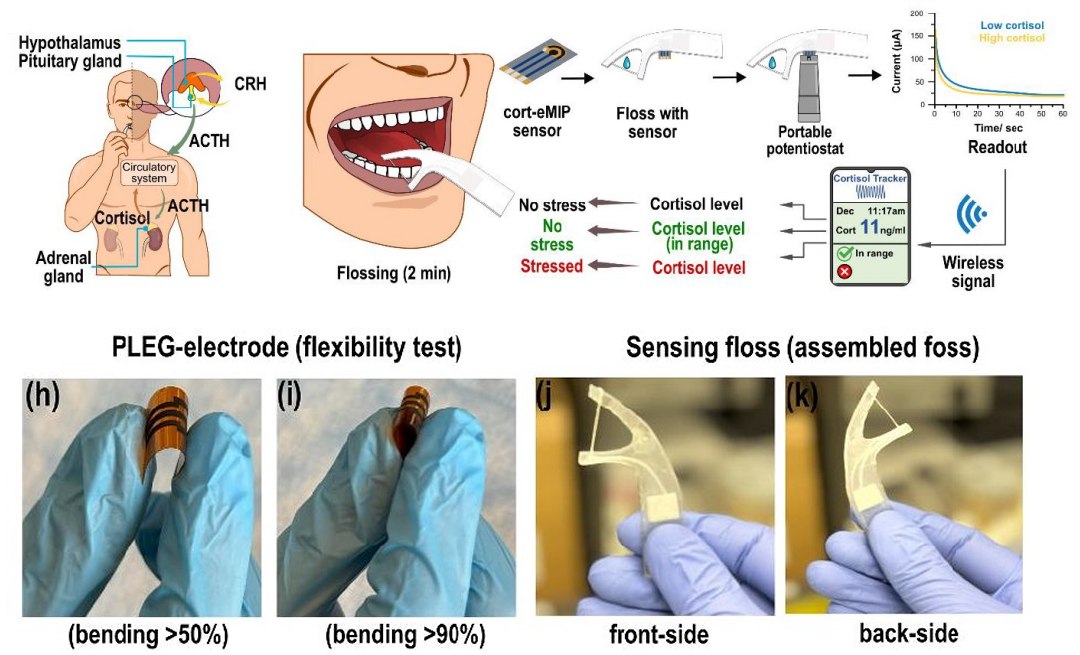Seu fio dental ir lhe informar seu nvel de estresse