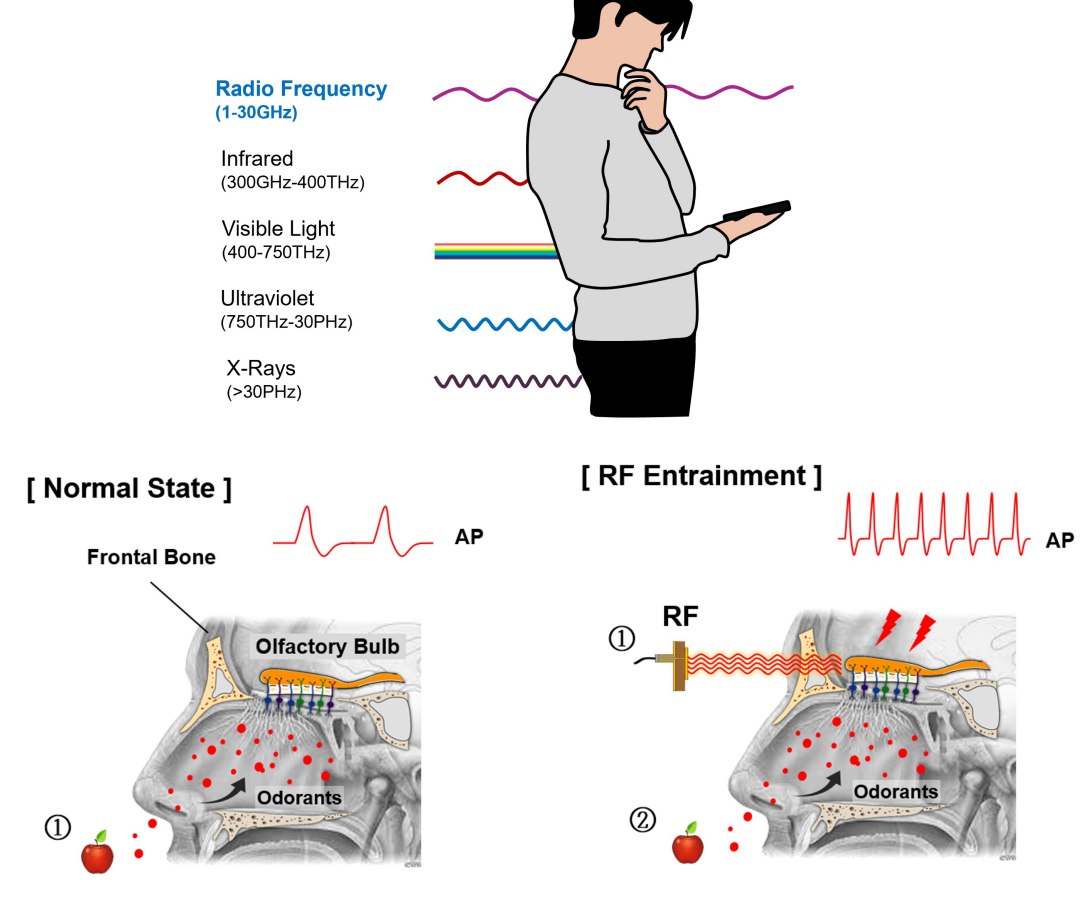 É possível melhorar o olfato humano?