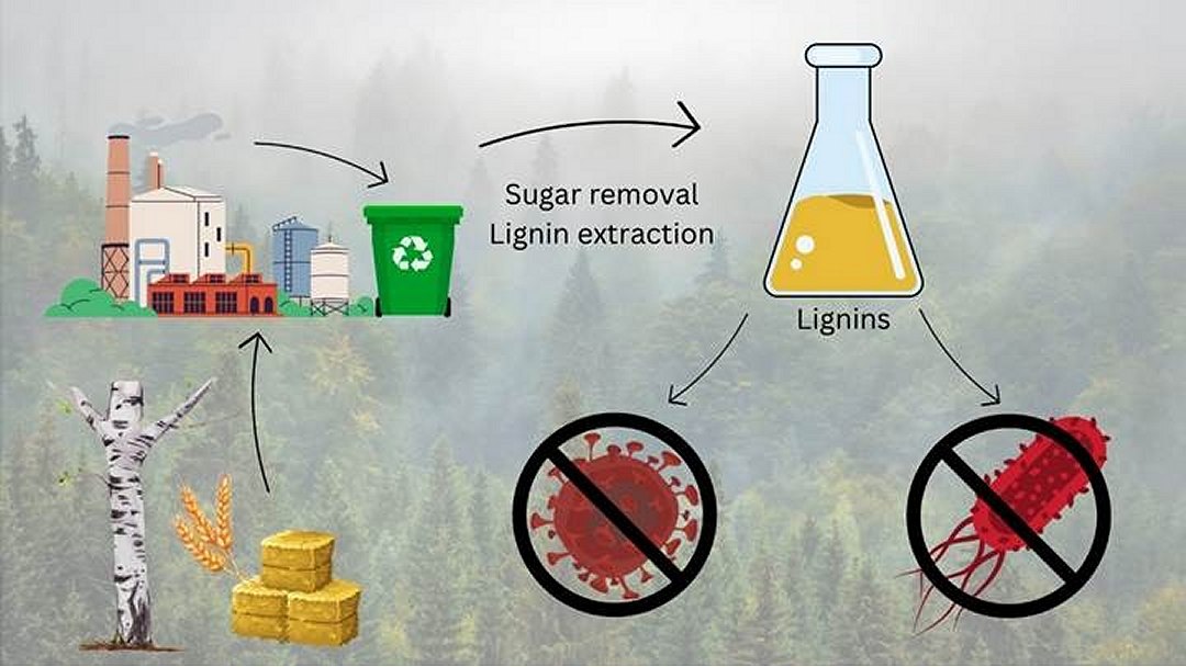 A lignina, um componente da madeira, destri vrus e bactrias