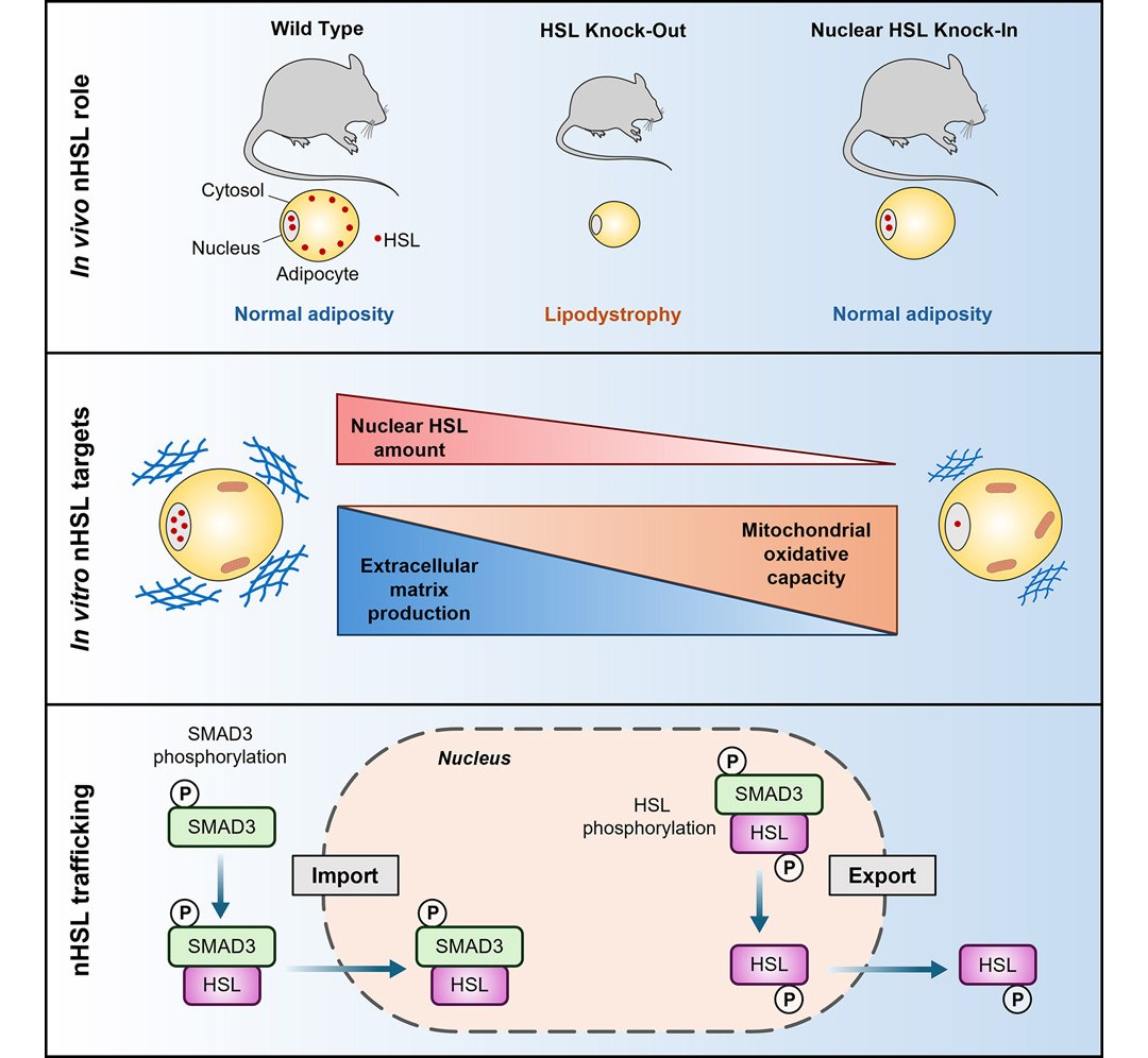 Obesidade: Descoberta abala 60 anos de