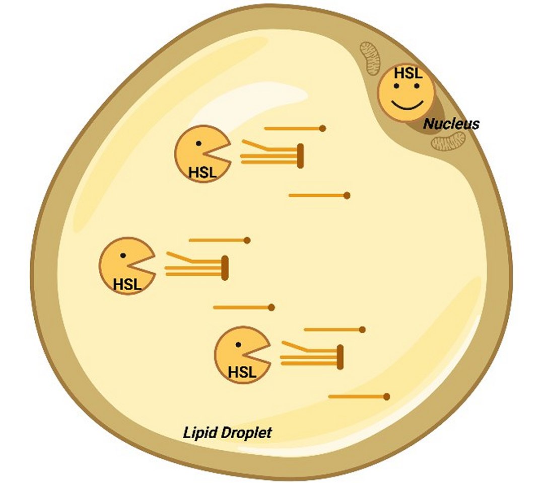 010110251104-hsl-obesidade.jpg?profile=RESIZE_710x