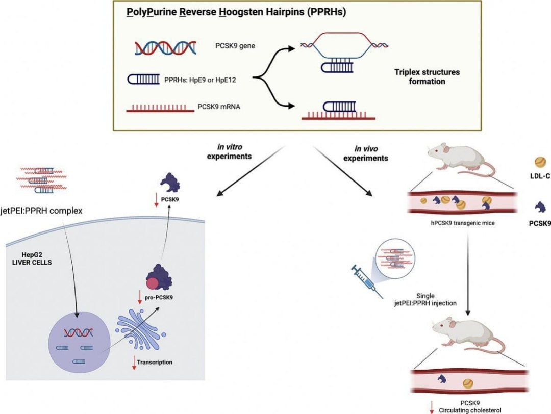 Novo tratamento reduz colesterol em 50%, sem estatinas ou efeitos colaterais