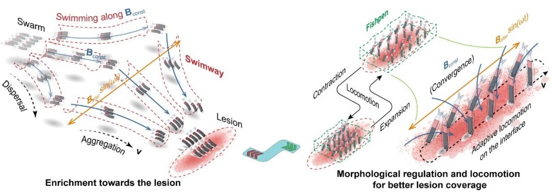 Minirrobs inspirados em peixes trabalham em equipe dentro do corpo