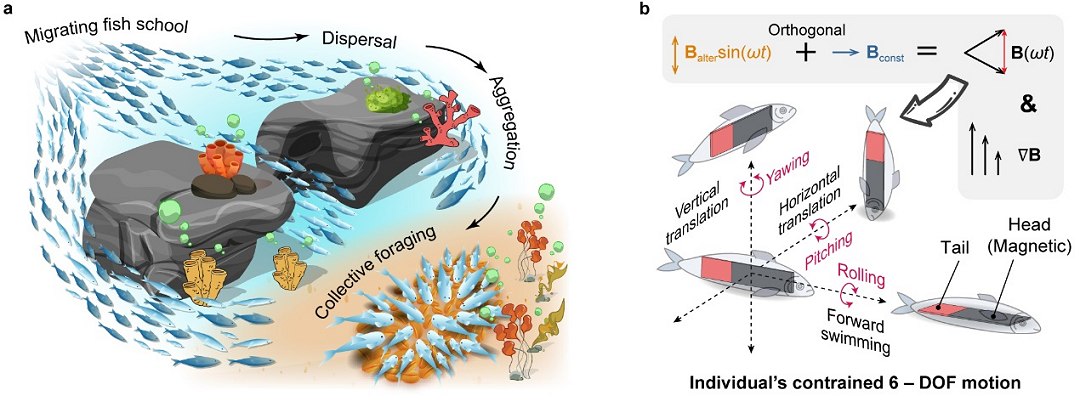 Minirrobs inspirados em peixes trabalham em equipe dentro do corpo