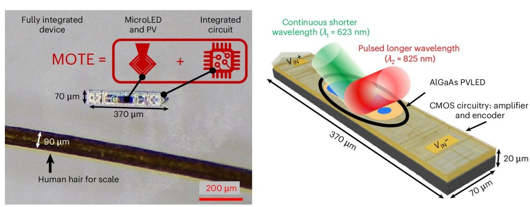 Implante neural menor que um gro de sal monitora o crebro sem fio