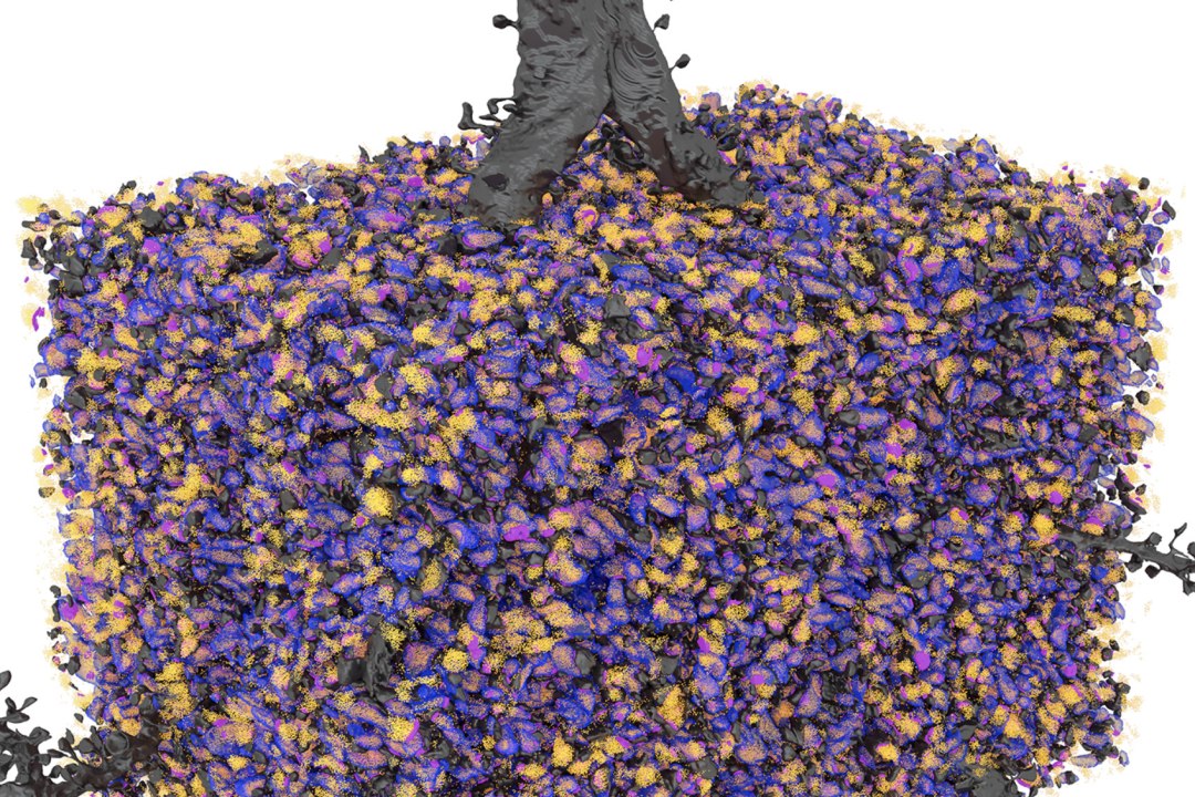 Cientistas revertem perda de memória em cérebros idosos