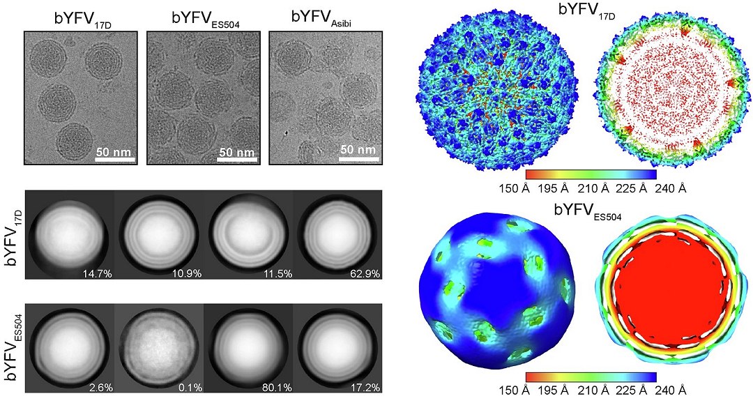 Imagem de alta resoluo revela segredos do vrus da febre amarela