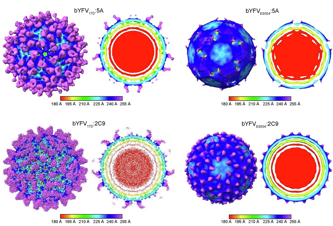 Imagem de alta resoluo revela segredos do vrus da febre amarela