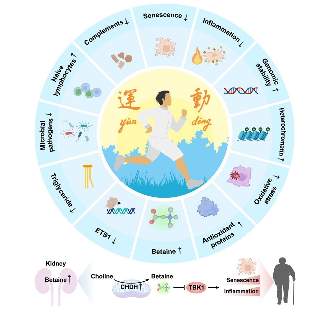 Substância natural imita exercício físico e retarda envelhecimento