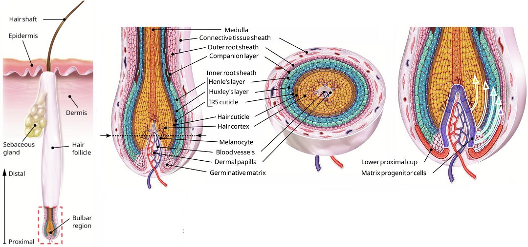 O cabelo humano n�o cresce empurrado de baixo: Ele � puxado de cima