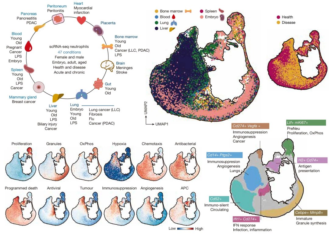 Mapa pioneiro mostra primeira linha defesa do nosso corpo