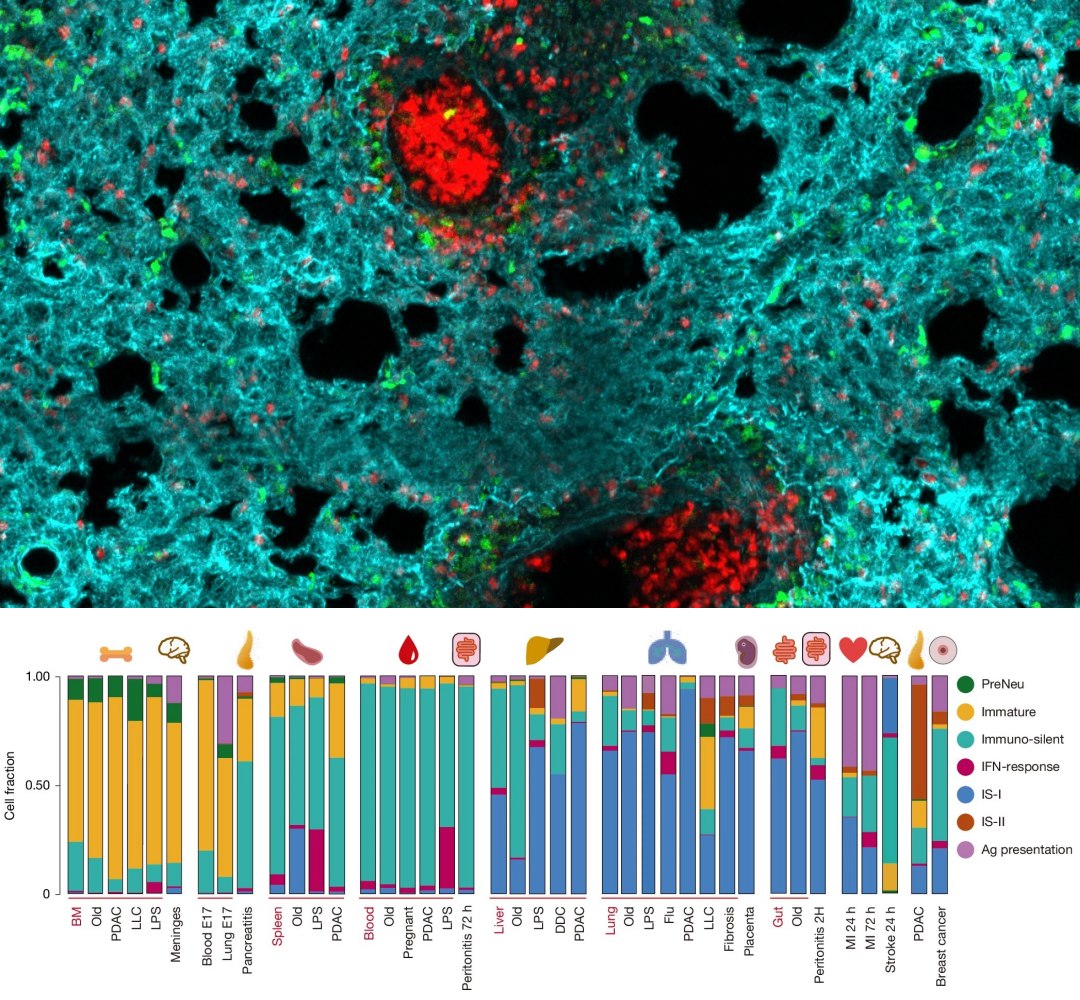 Mapa pioneiro mostra primeira linha defesa do nosso corpo
