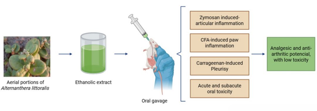 Confirmada a��o anti-inflamat�ria, analg�sica e antiartr�tica de planta usada em medicina popular