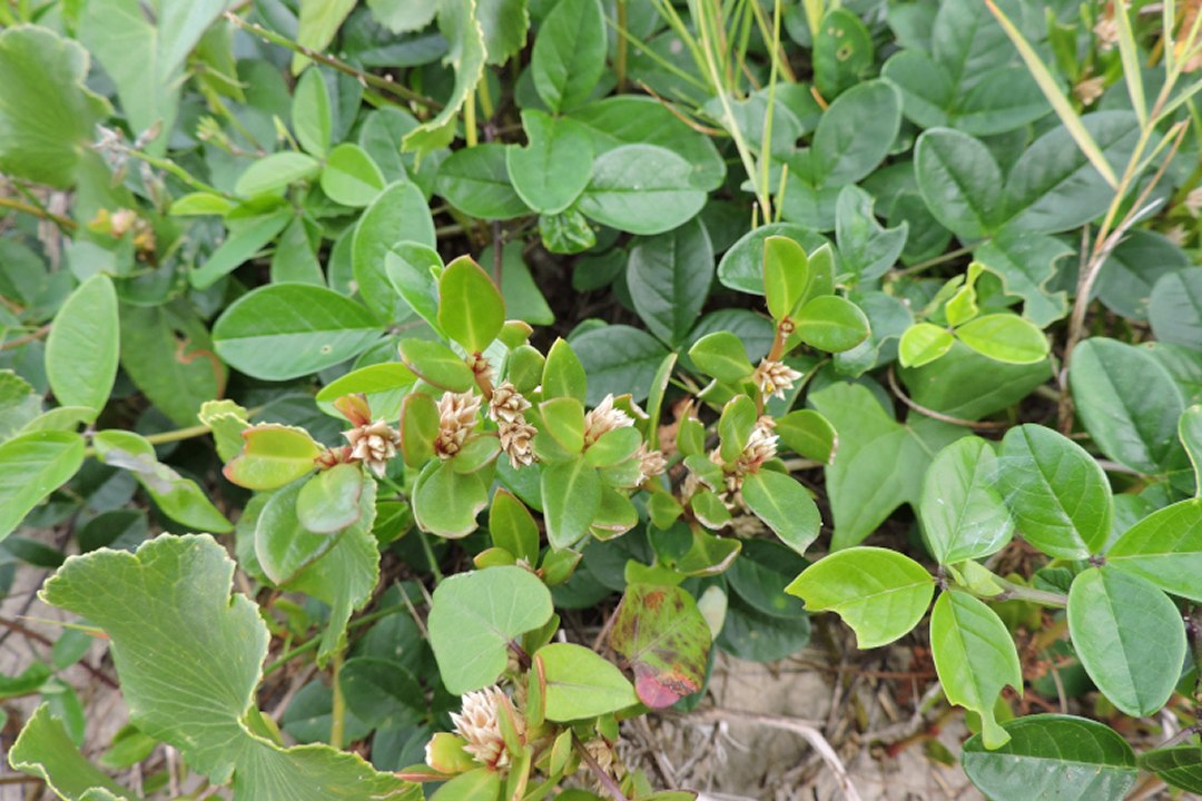 Confirmada a��o anti-inflamat�ria, analg�sica e antiartr�tica de planta usada em medicina popular