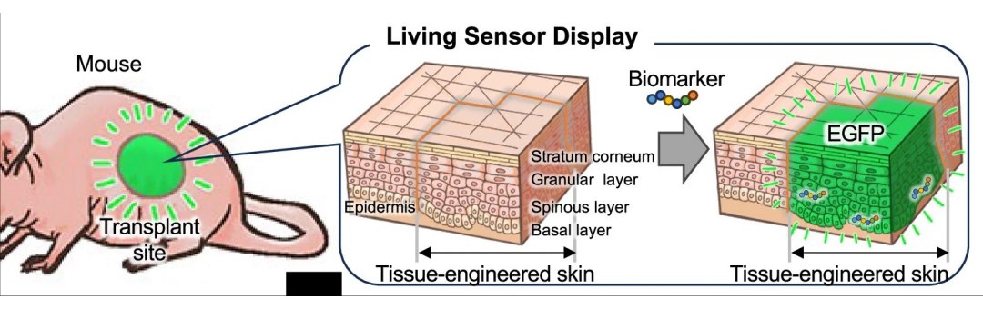 Sensor vivo: Pele artificial acende para mostrar indicadores de sa�de