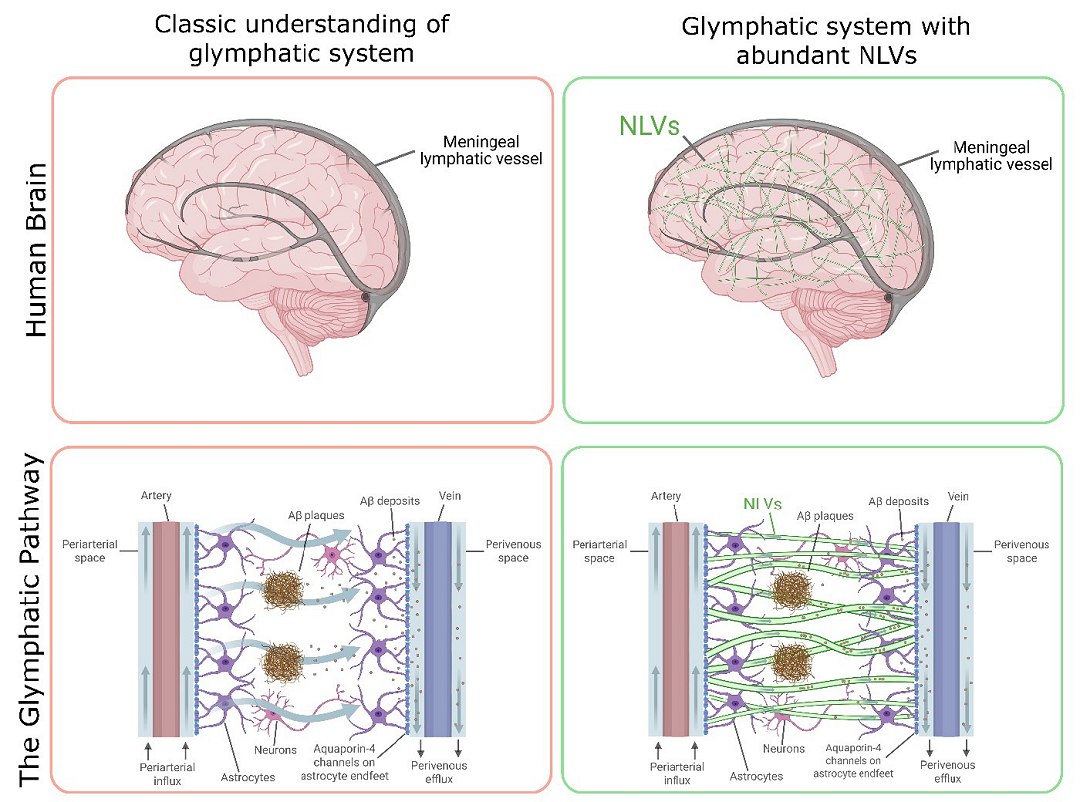 Descoberta estrutura misteriosa de limpeza do c�rebro
