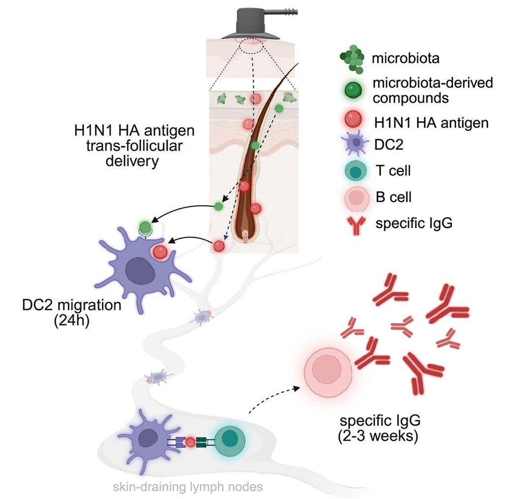 Basta esticar ou massagear a pele para alertar o sistema imunol�gico