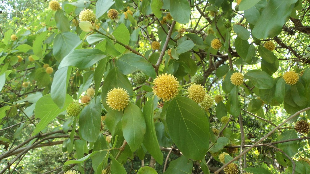 Composto vegetal raro com propriedades anticancer�genas acaba de ser decifrado