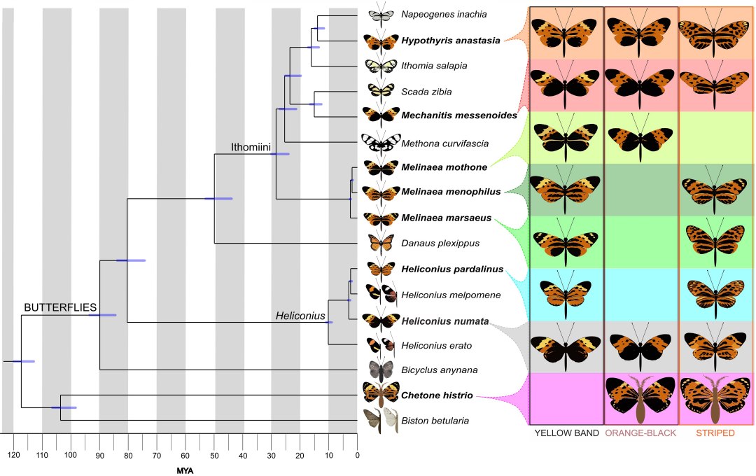 Evolu��o n�o aleat�ria: Cientistas descobrem mesmos genes sendo usados h� 120 milh�es de anos