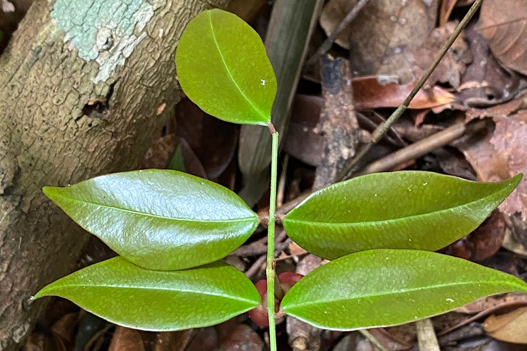 Planta medicinal brasileira tem múltipla ação contra vírus da covid-19