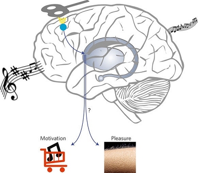 Gosto musical é alterado por estimulação cerebral