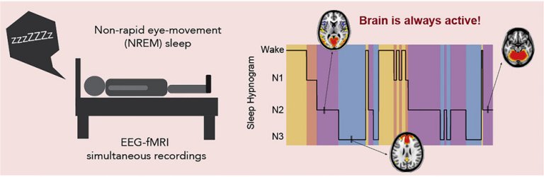 Atividade do crebro durante o sono  mais complexa do que se imaginava