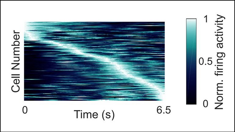 Neurnios do tempo humanos codificam momentos especficos no tempo