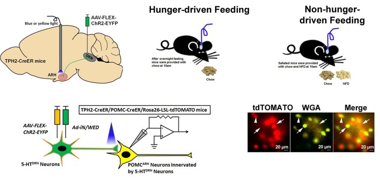 Comer por fome ou por prazer envolve diferentes circuitos cerebrais