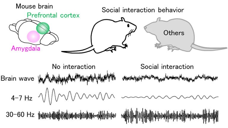 Descobertas ondas cerebrais relacionadas ao comportamento social