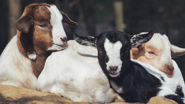 Por que alguns animais devem ser protegidos e outros comidos?