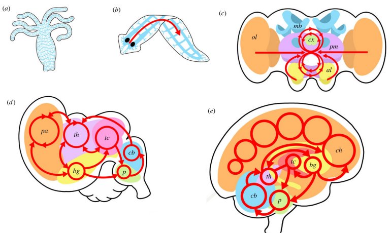 Evoluo do crebro revela os cinco passos para a vida inteligente