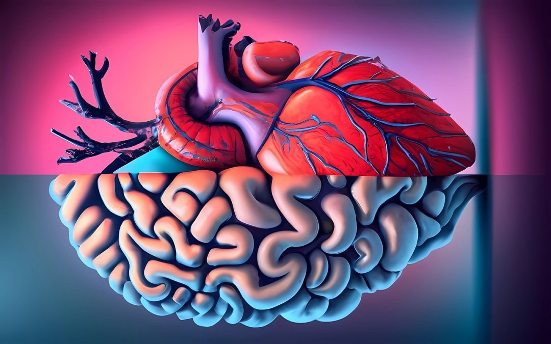 Como nosso coração mexe com nosso cérebro: Ciclo cardíaco afeta resposta neural