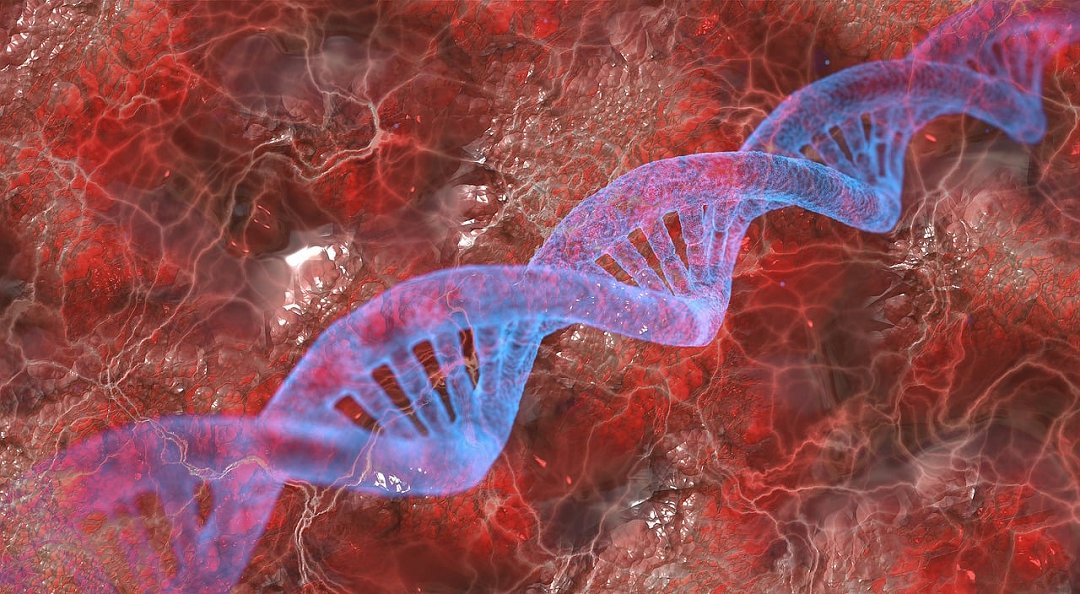 Cientistas desvendam como se desenrola a 