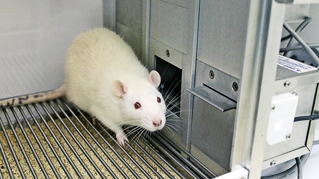 Nossas ações são ditadas pelo hábito, não pela escolha, dizem psicólogos