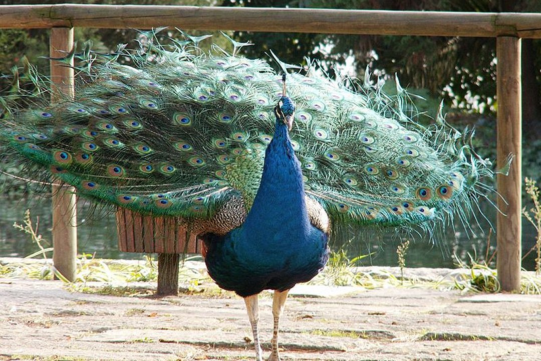 Estes 5 pa�ses apresentam os n�veis mais elevados de narcisismo