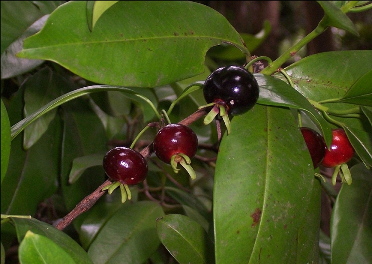 Frutas brasileiras com poder anti-inflamatrio e antioxidante