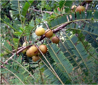 Composto da medicina alternativa  verdadeiro elixir da juventude