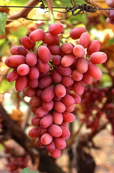 Suco de uva com mais resveratrol é tão bom quanto vinho tinto