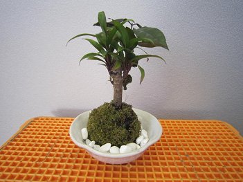 Plantas melhoram qualidade de vida de funcionrios de escritrio