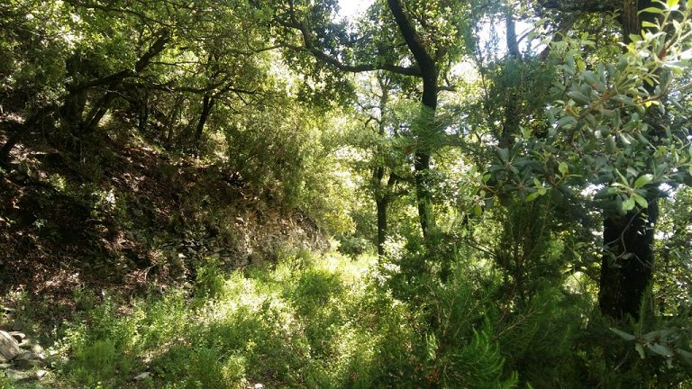 O que respiramos quando na floresta que nos faz to bem?