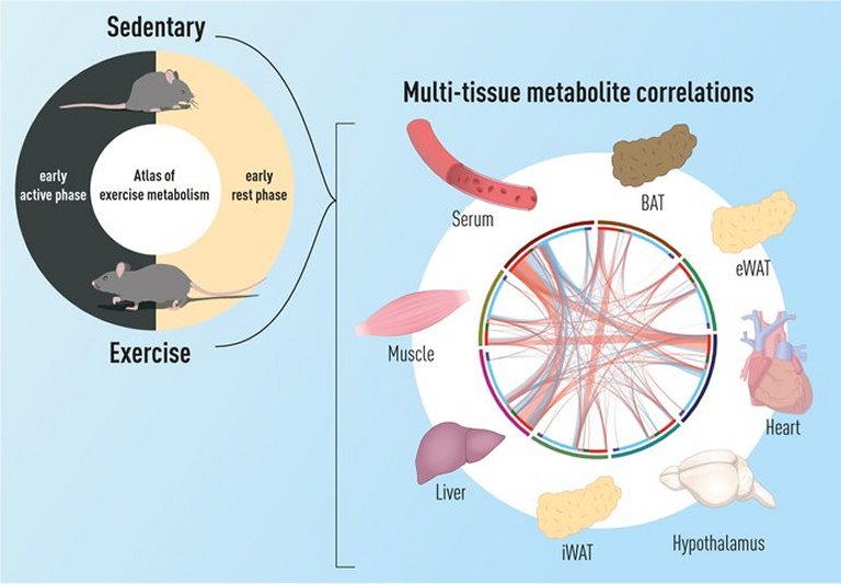 Atlas do Metabolismo mostra como horário dos exercícios produz diferentes benefícios